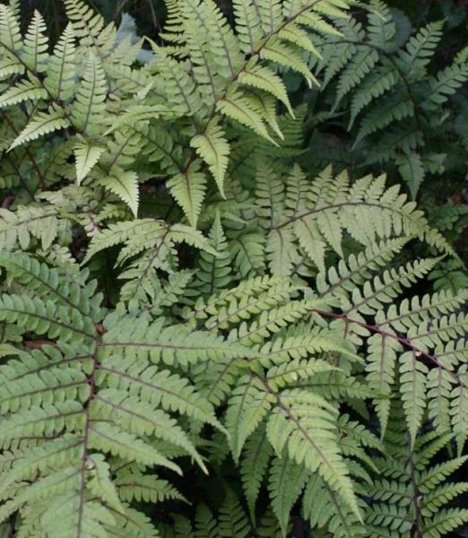 Athyrium othophorum Okanum